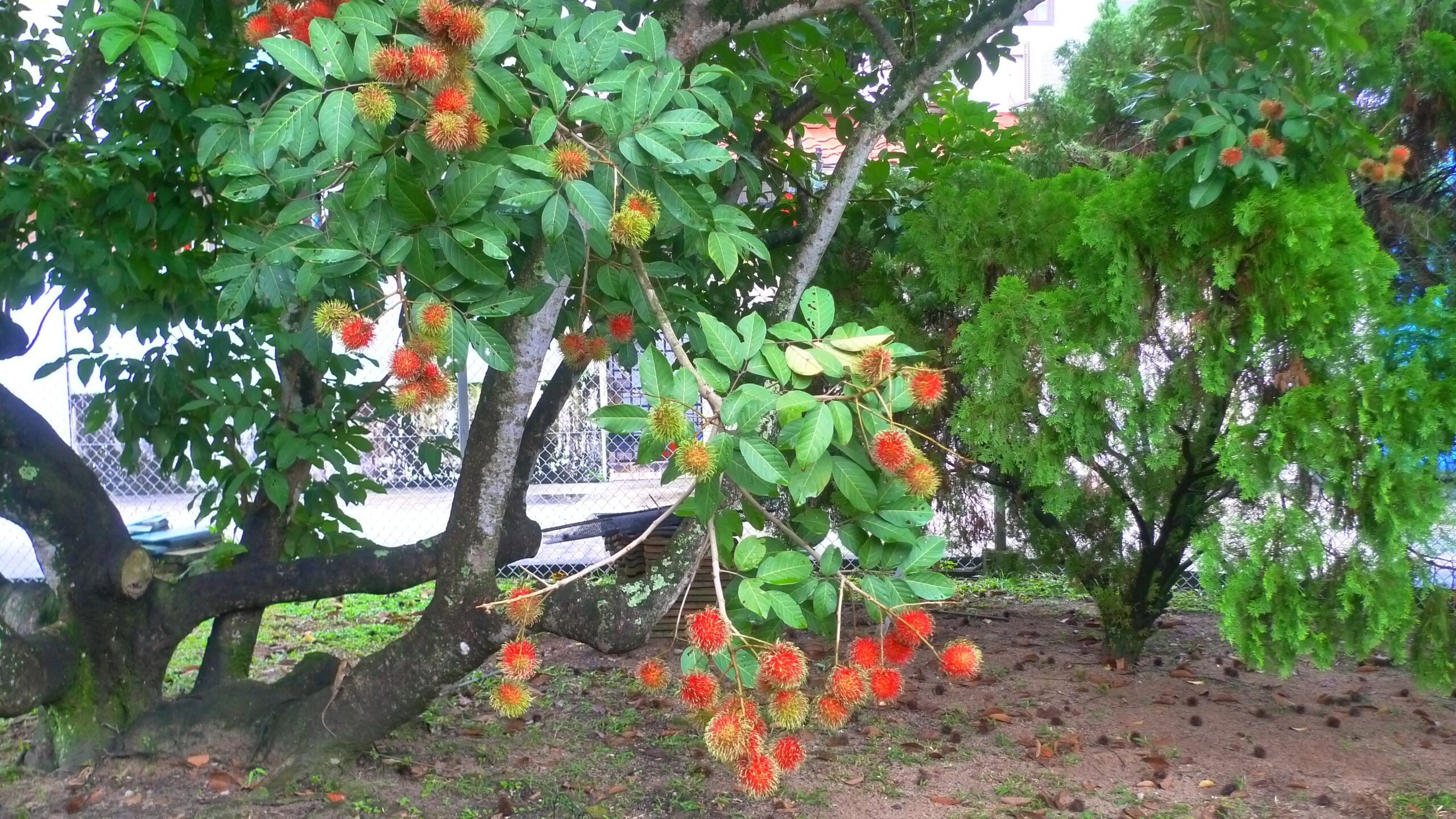 The Story of Rambutan: A Fruitful Lesson in Leadership