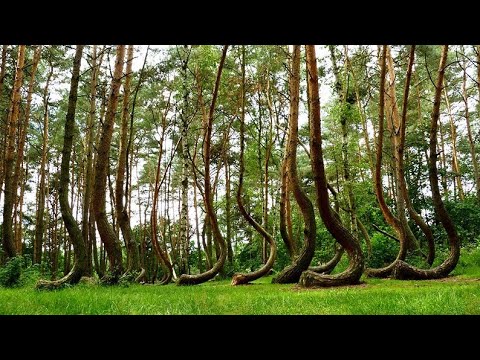 The Crooked Forest of Nowe Czarnowo: Poland’s Natural Mystery