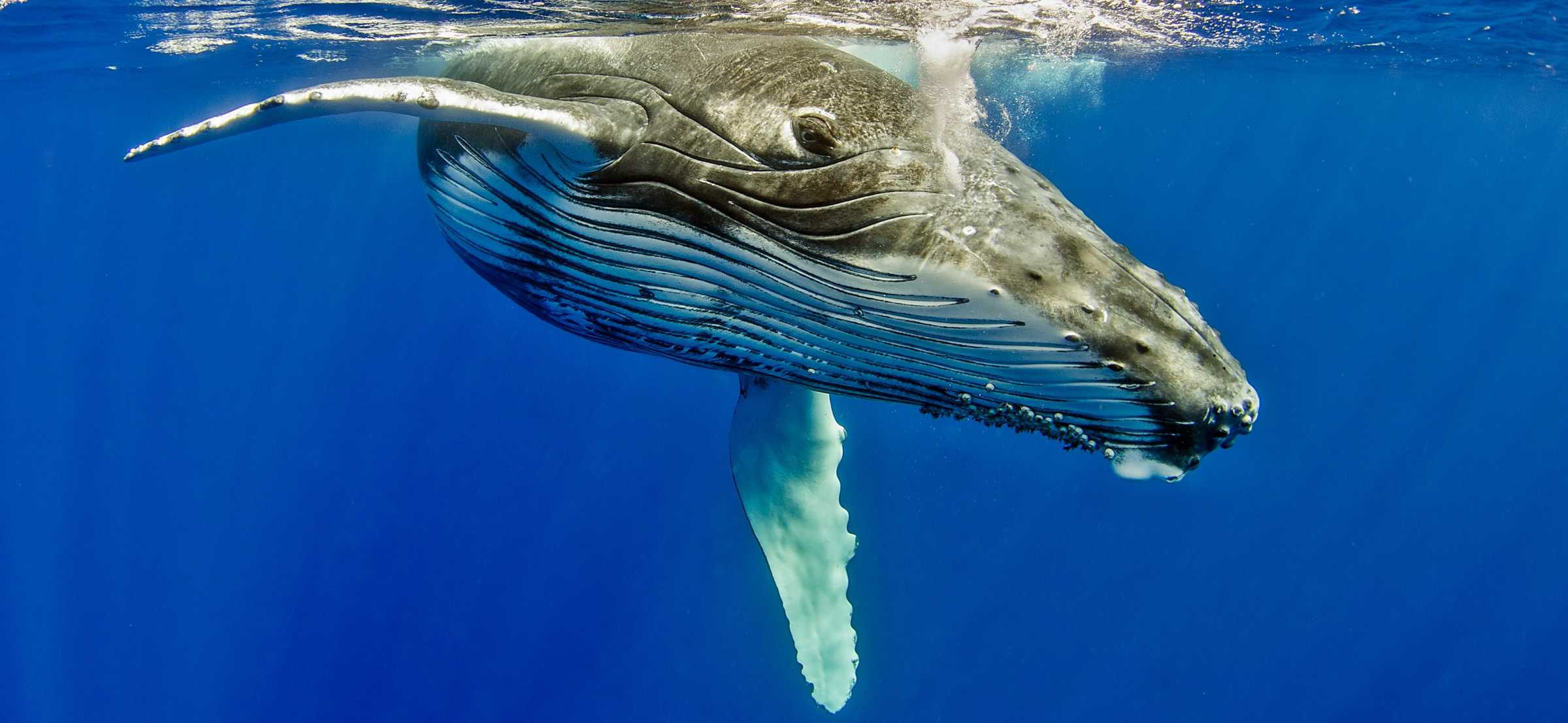 The Journey of the Humpback Whale: A Tale of Strength, Survival, and Leadership